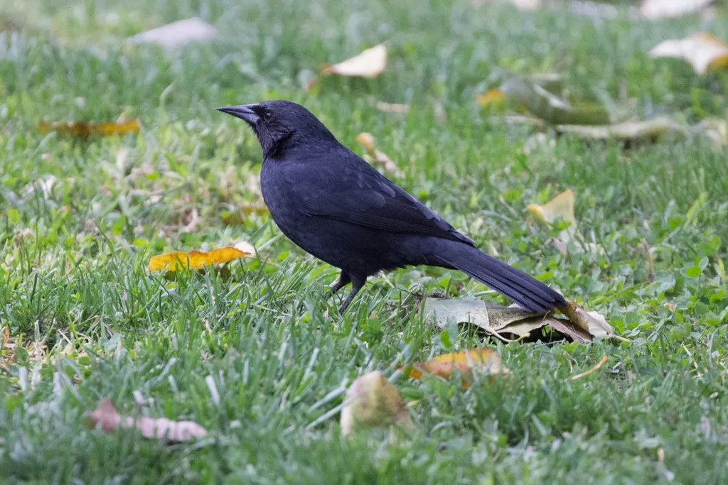 南美黑鹂(Curaeus curaeus)