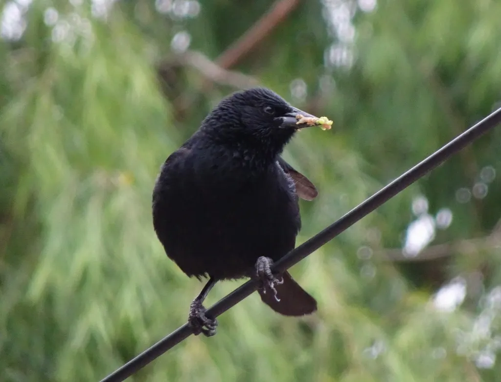 南美黑鹂(Curaeus curaeus)