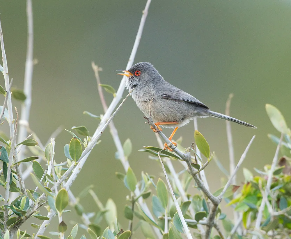 巴岛林莺(Curruca balearica)