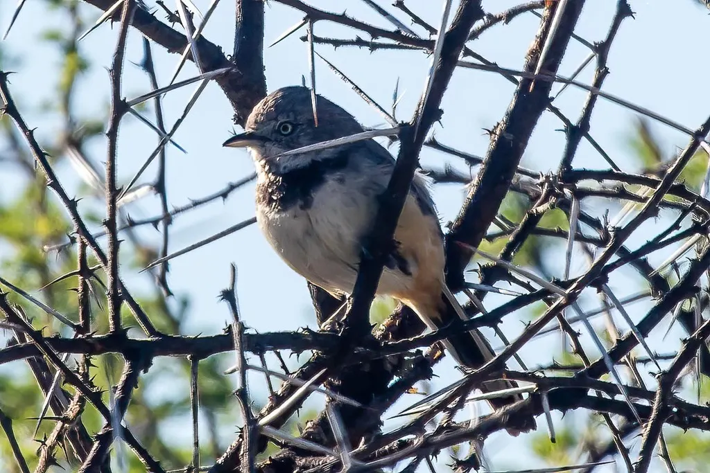 斑林莺(Curruca boehmi)