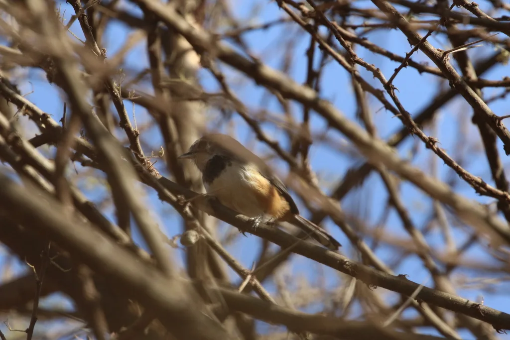 斑林莺(Curruca boehmi)