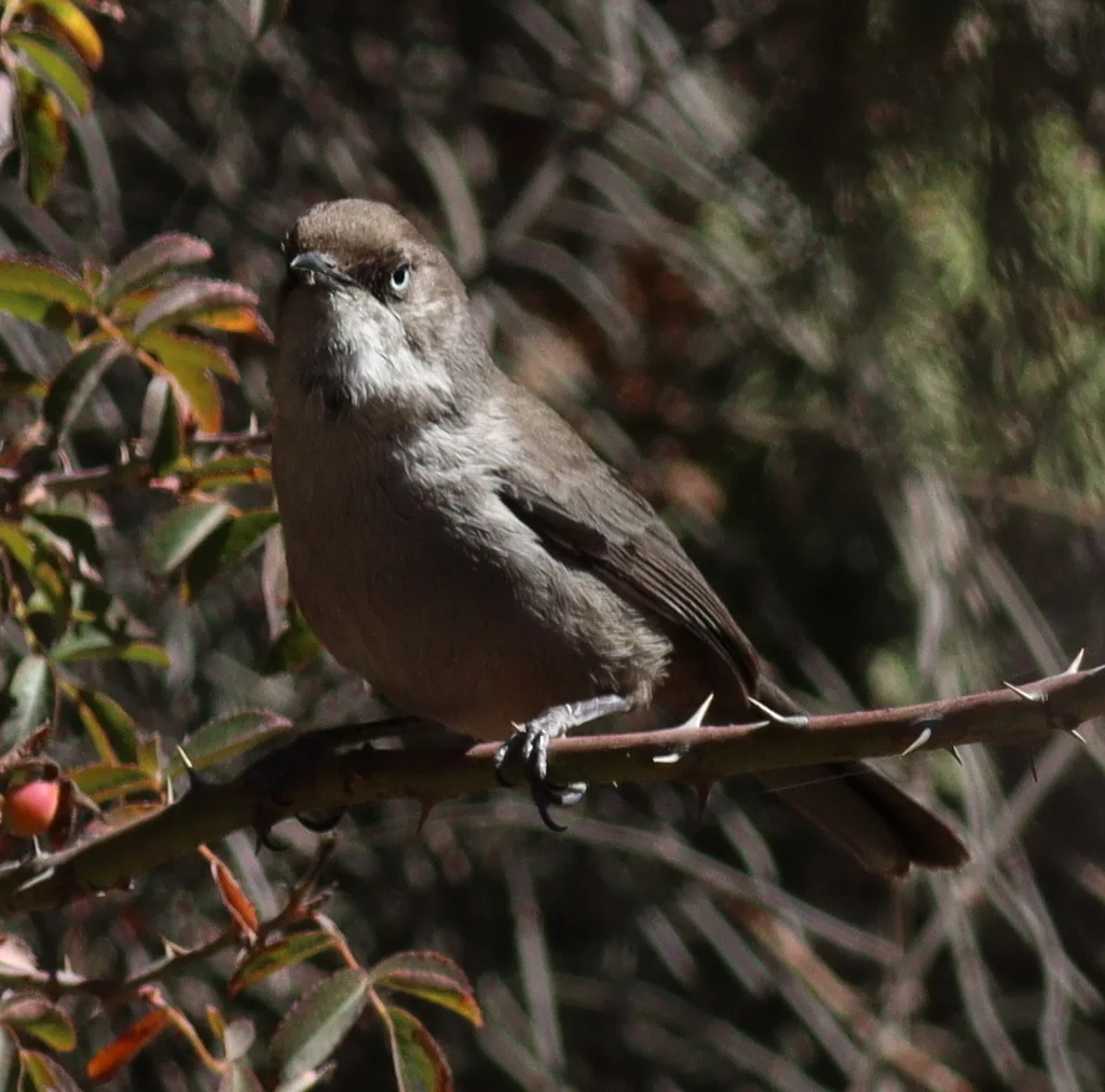 也门林莺(Curruca buryi)