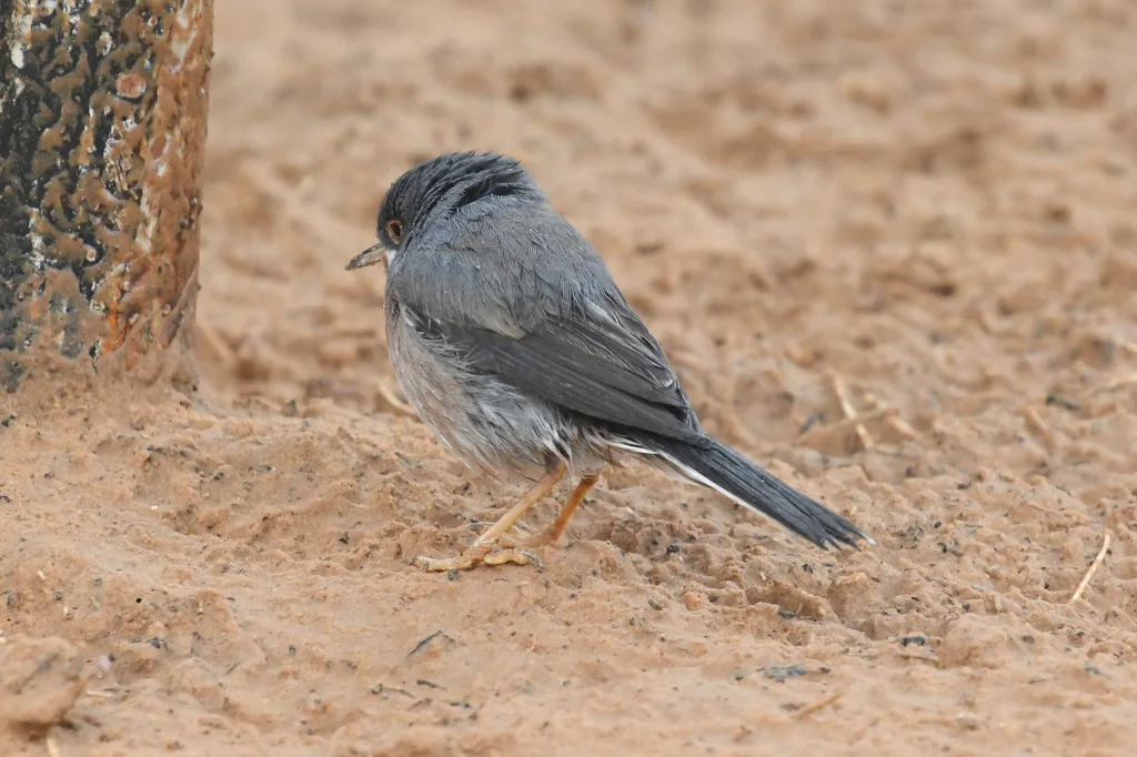 亚高山林莺(Curruca cantillans)