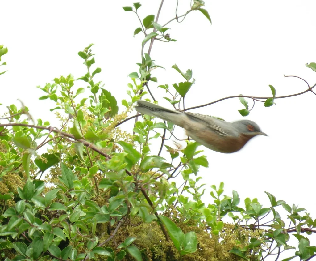 亚高山林莺(Curruca cantillans)