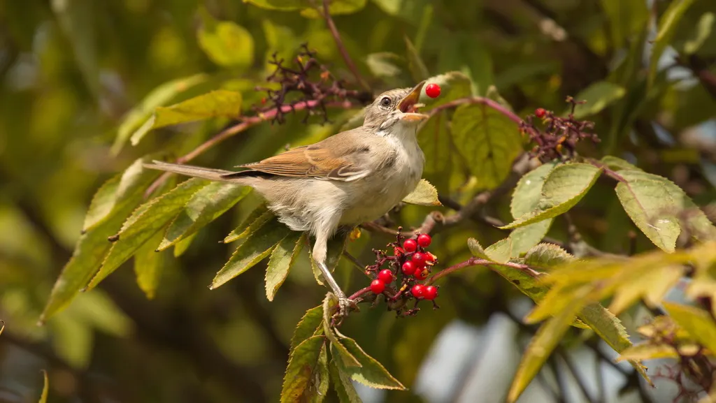 灰白喉林莺(Curruca communis)