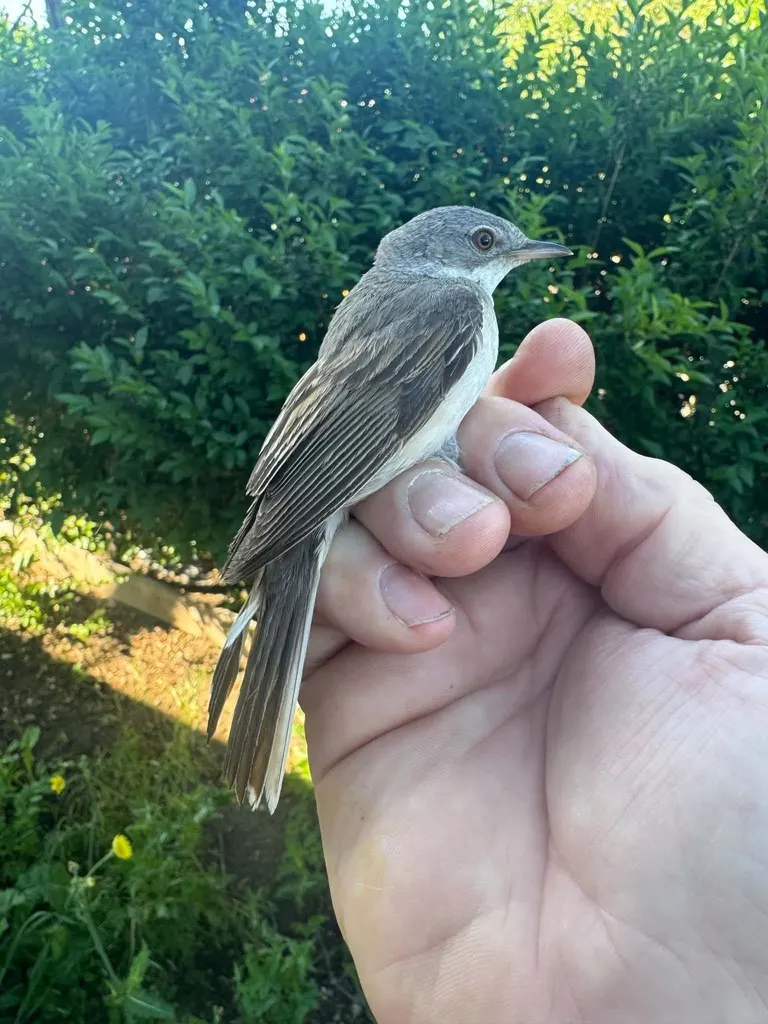 灰白喉林莺(Curruca communis)