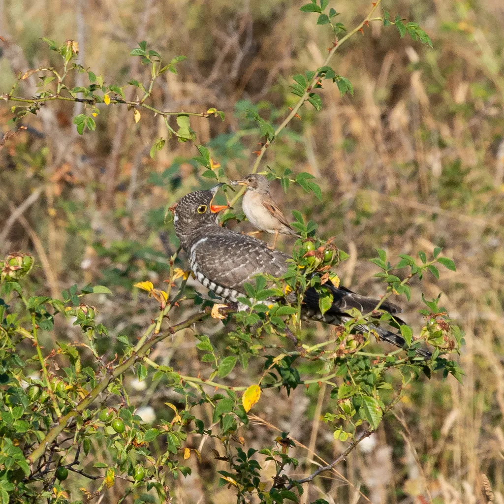 灰白喉林莺(Curruca communis)