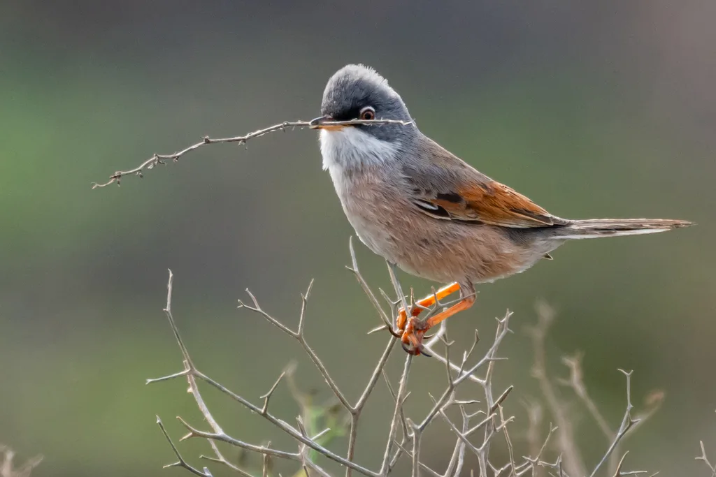 白眶林莺(Curruca conspicillata)