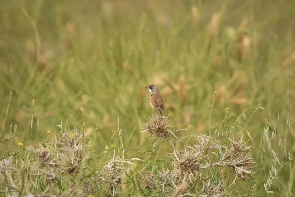 白眶林莺(Curruca conspicillata)