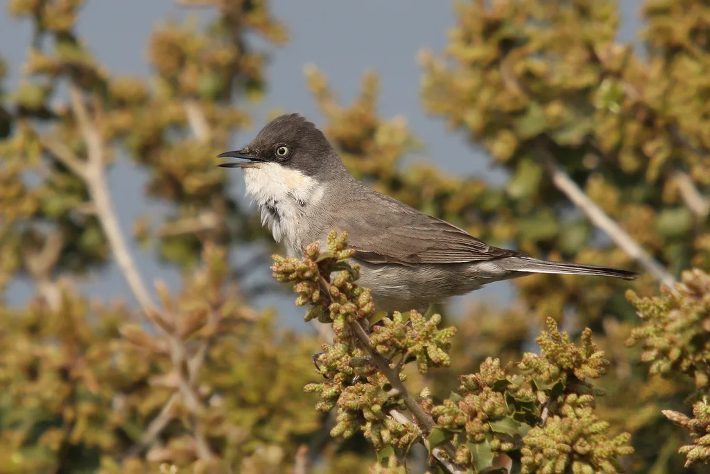 东歌林莺（Curruca crassirostris）