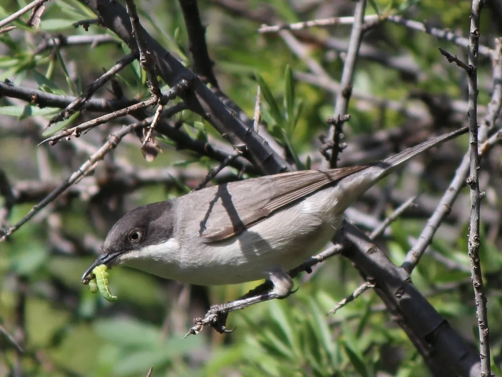 东歌林莺（Curruca crassirostris）