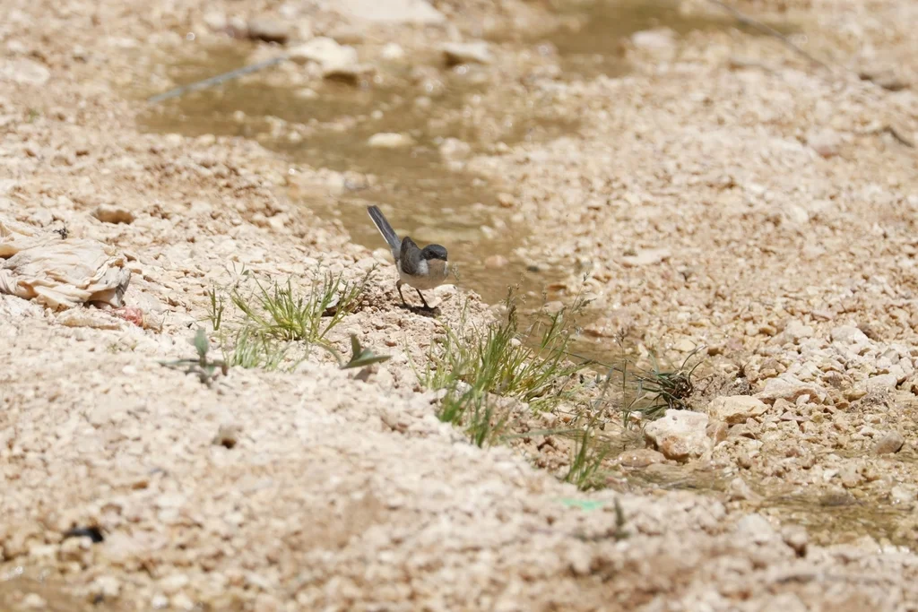 东歌林莺（Curruca crassirostris）