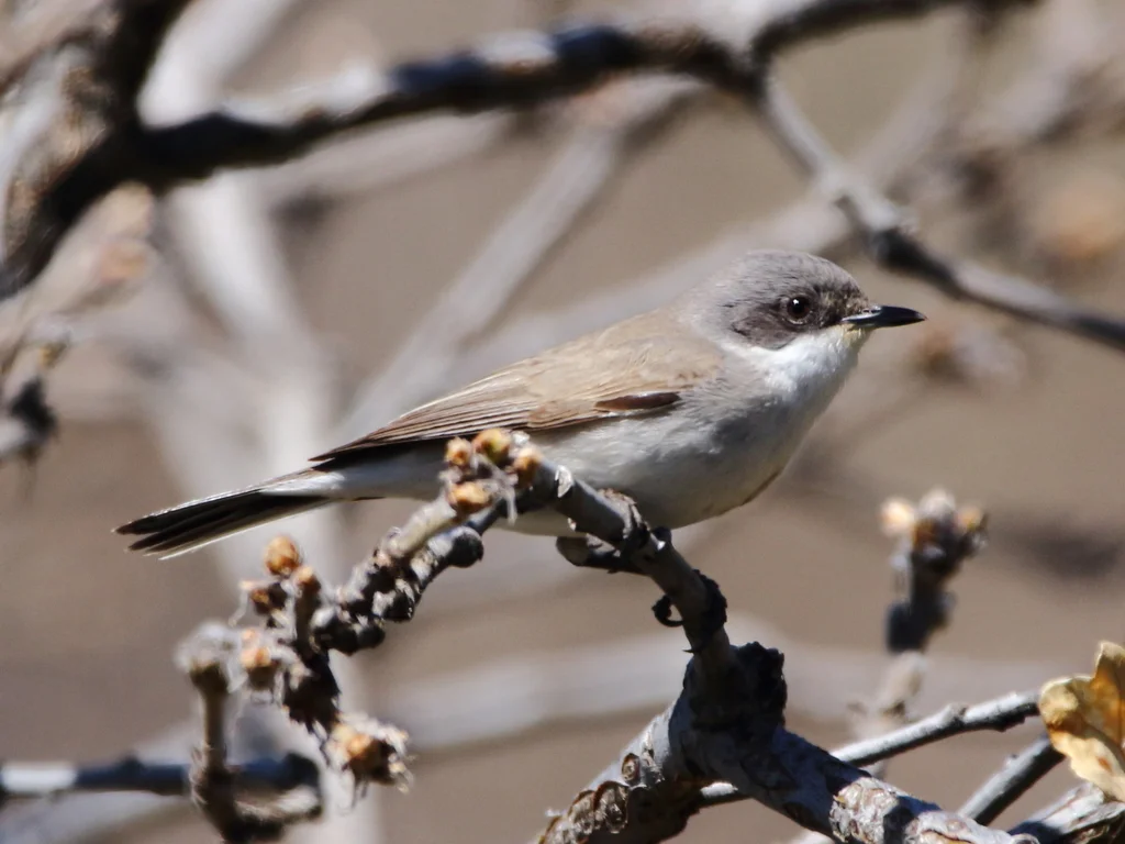 白喉林莺（Curruca curruca）