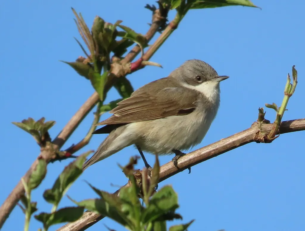 白喉林莺（Curruca curruca）