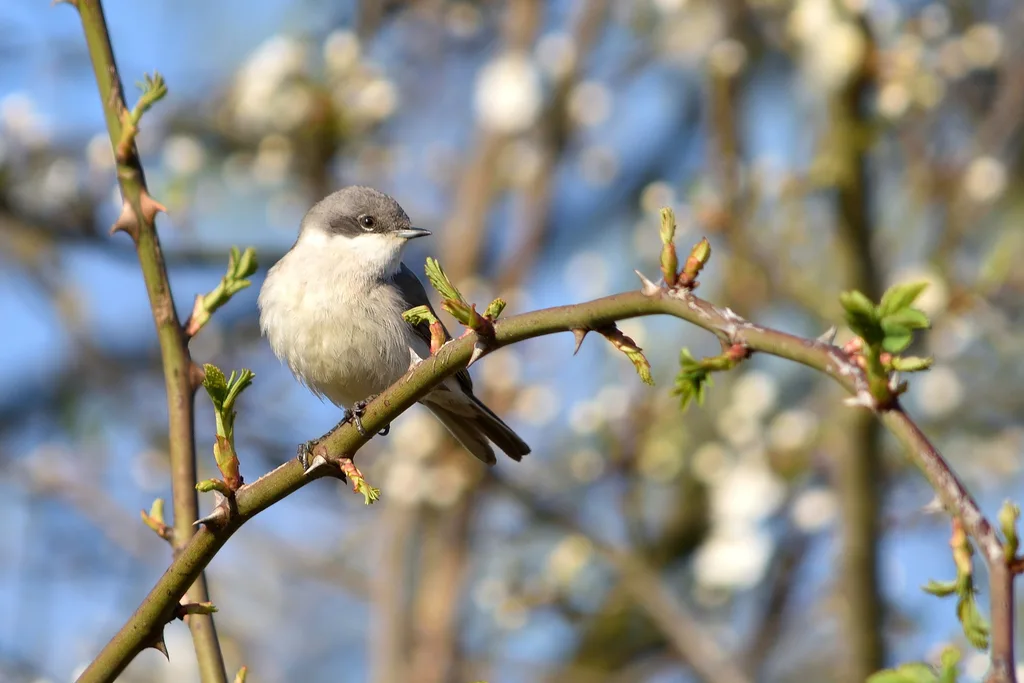 白喉林莺（Curruca curruca）