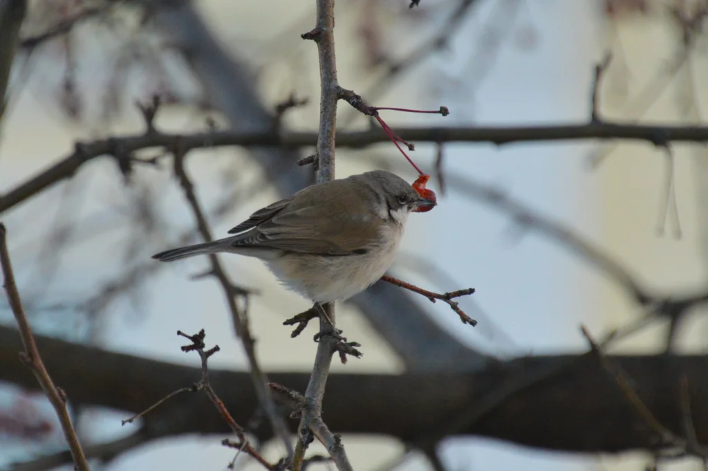 白喉林莺(Curruca curruca)