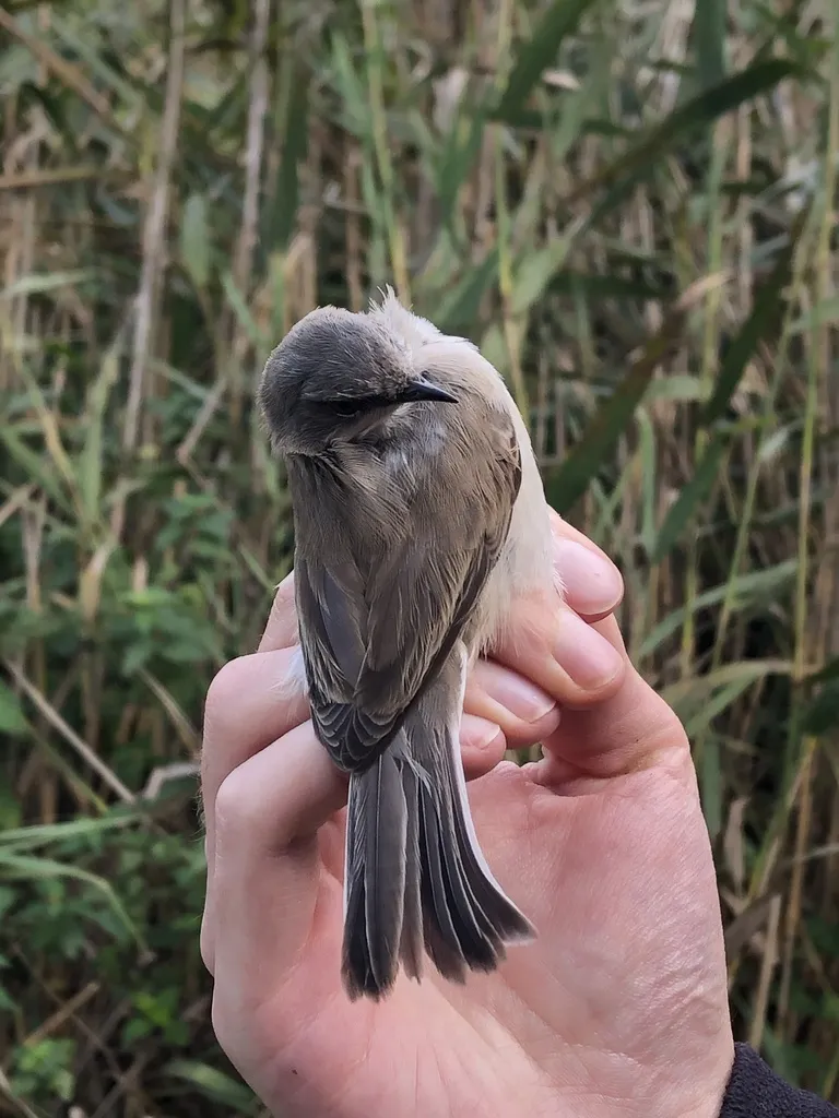 白喉林莺(Curruca curruca)
