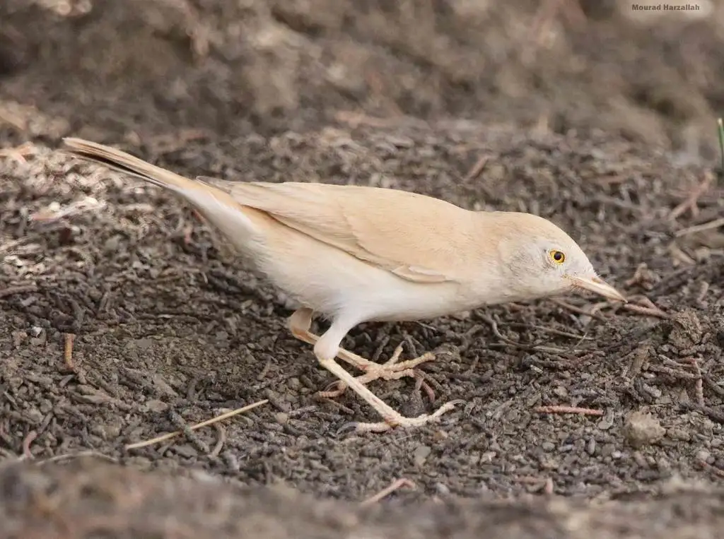 非洲漠林莺(Curruca deserti)