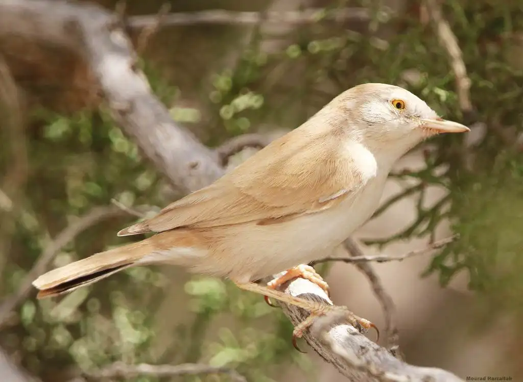 非洲漠林莺(Curruca deserti)