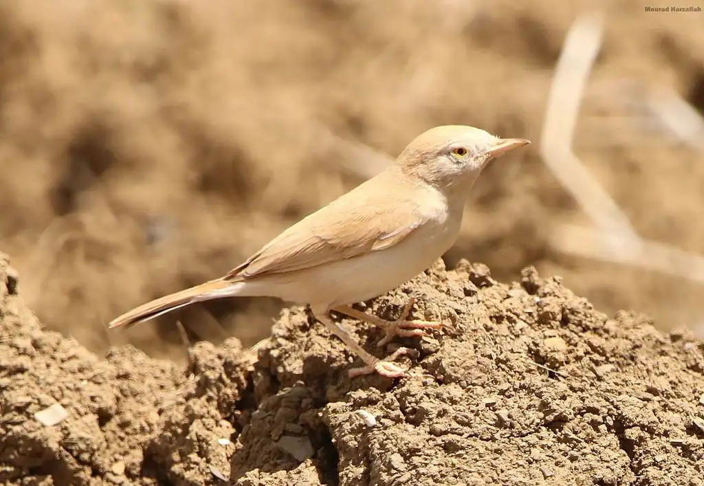 非洲漠林莺(Curruca deserti)