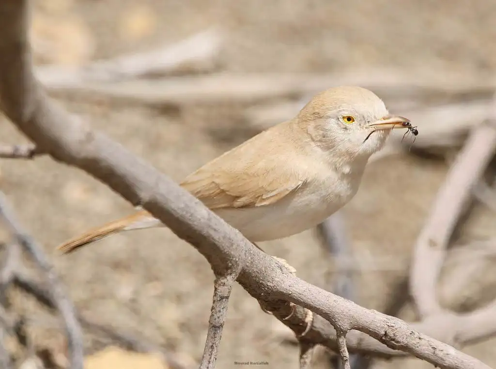 非洲漠林莺(Curruca deserti)