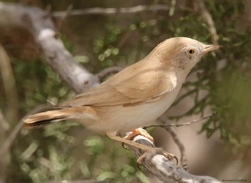 非洲漠林莺(Curruca deserti)