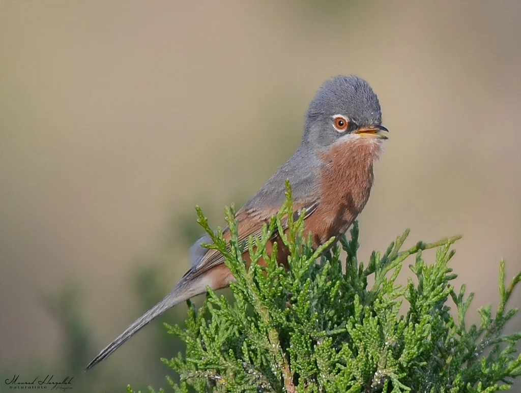 沙林莺(Curruca deserticola)