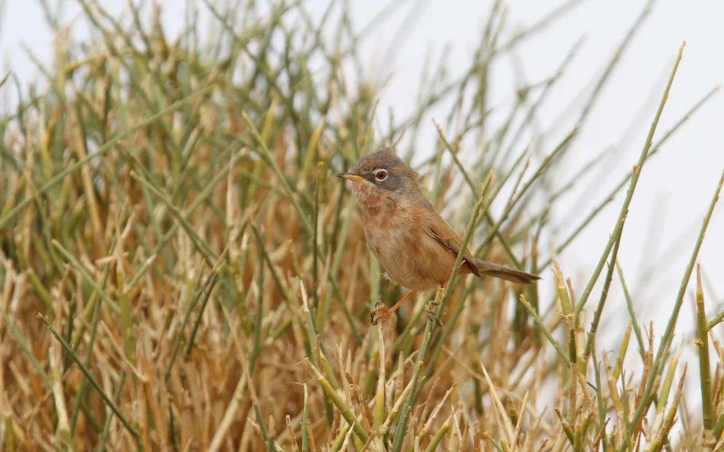 沙林莺(Curruca deserticola)