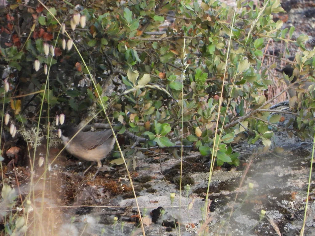 歌林莺(Curruca hortensis)
