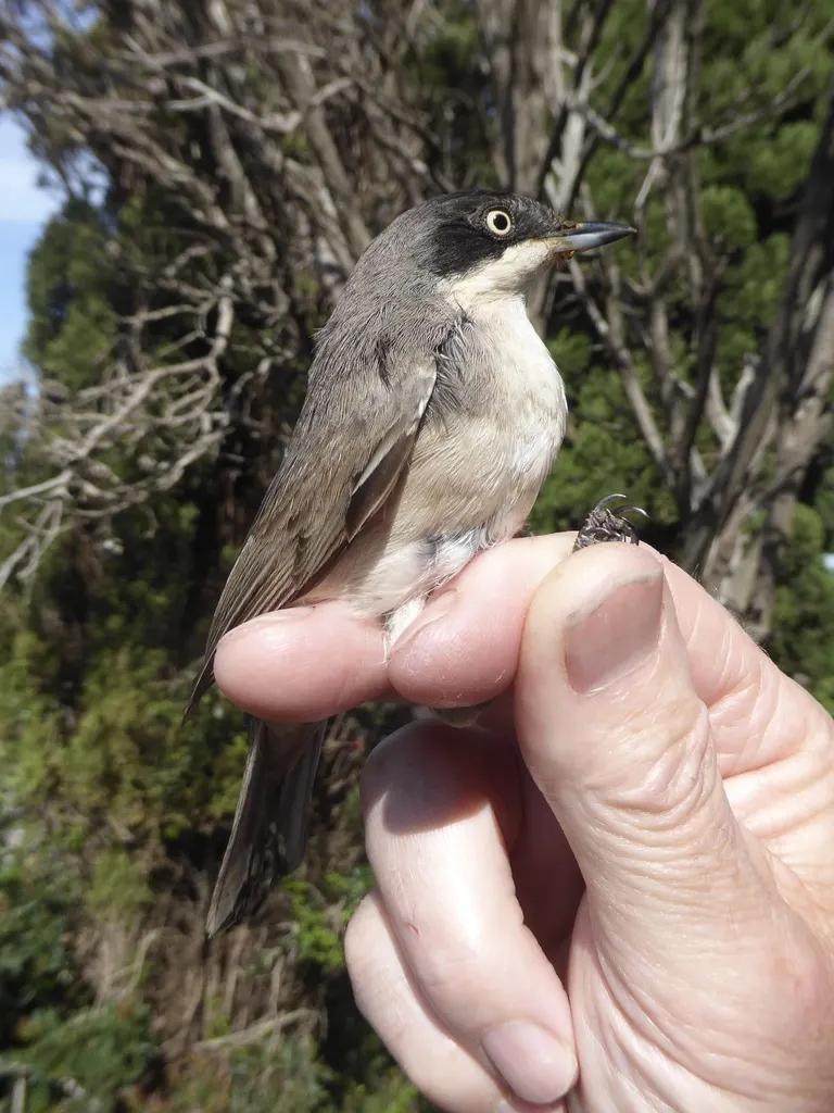 歌林莺(Curruca hortensis)