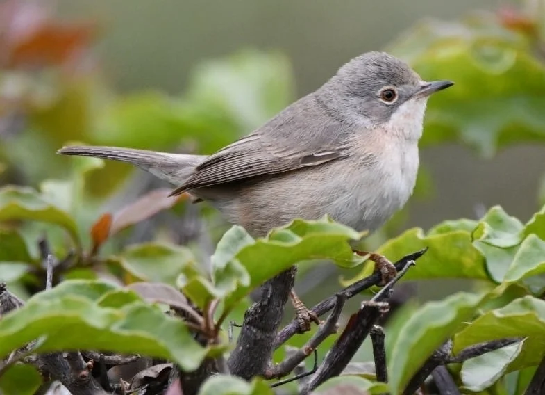 西亚高山林莺(Curruca iberiae)