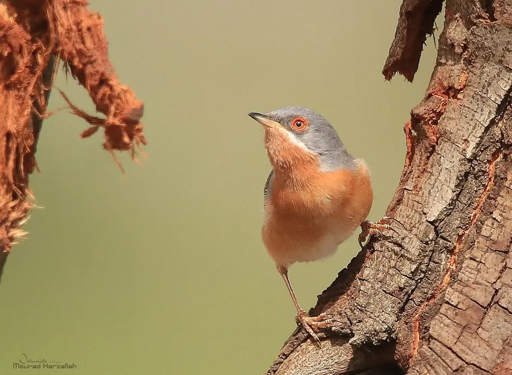 西亚高山林莺(Curruca iberiae)