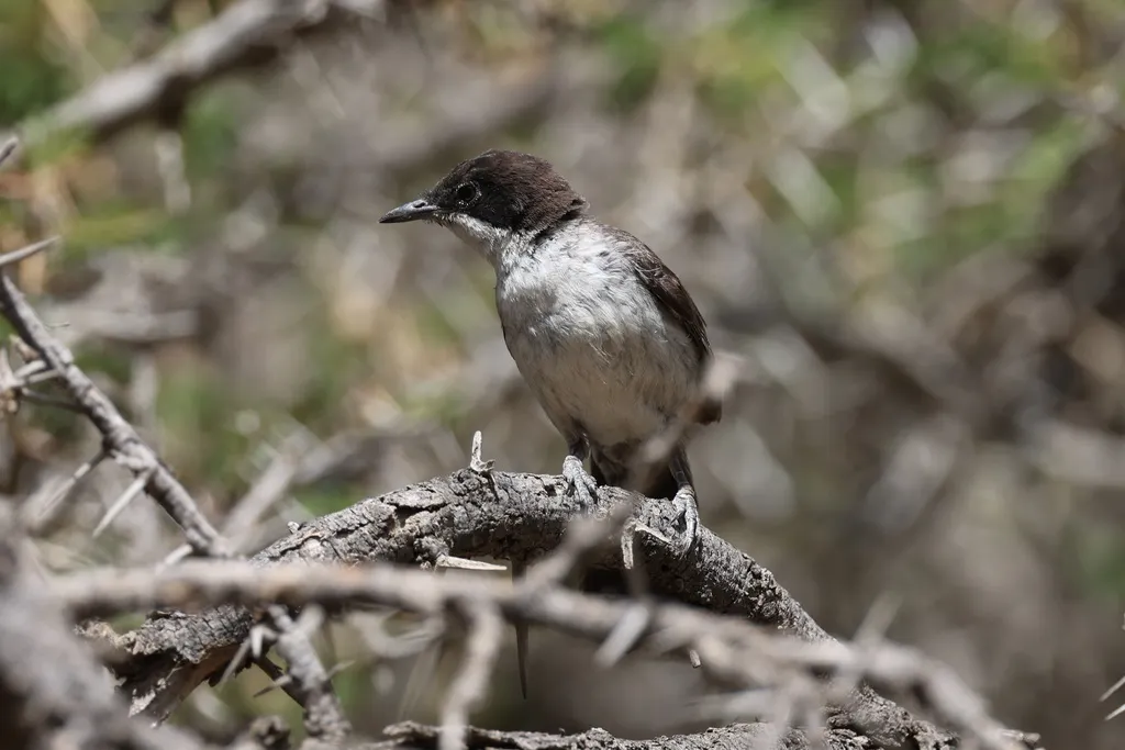 红海林莺(Curruca leucomelaena)