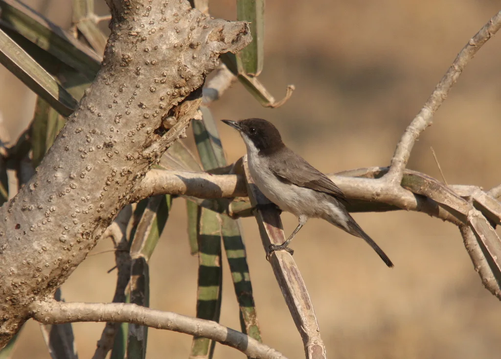 红海林莺(Curruca leucomelaena)