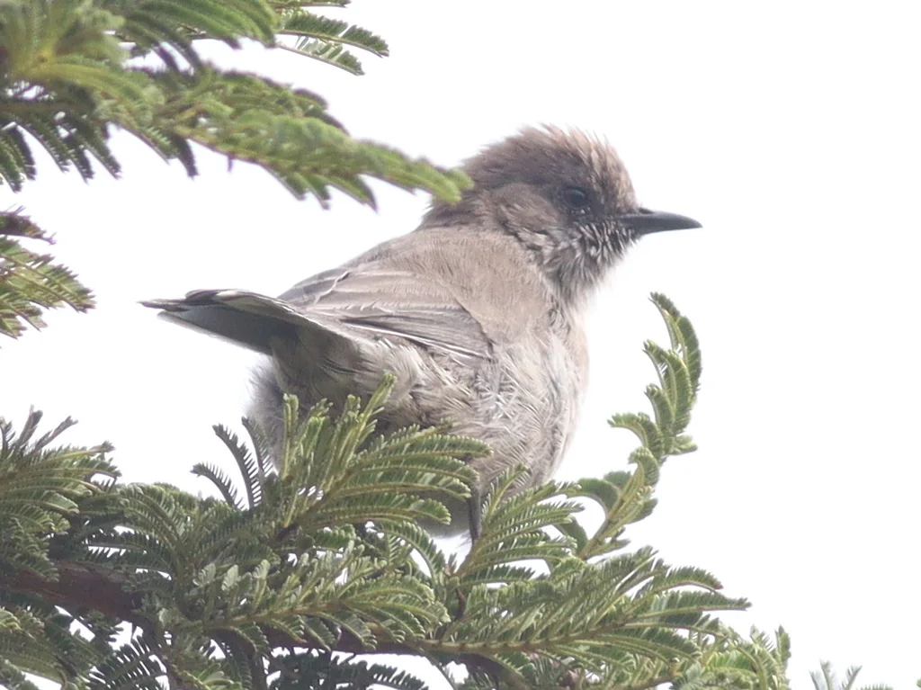 褐林莺(Curruca lugens)