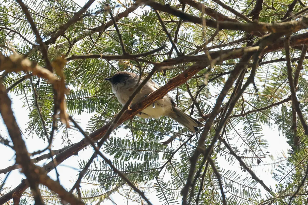褐林莺(Curruca lugens)