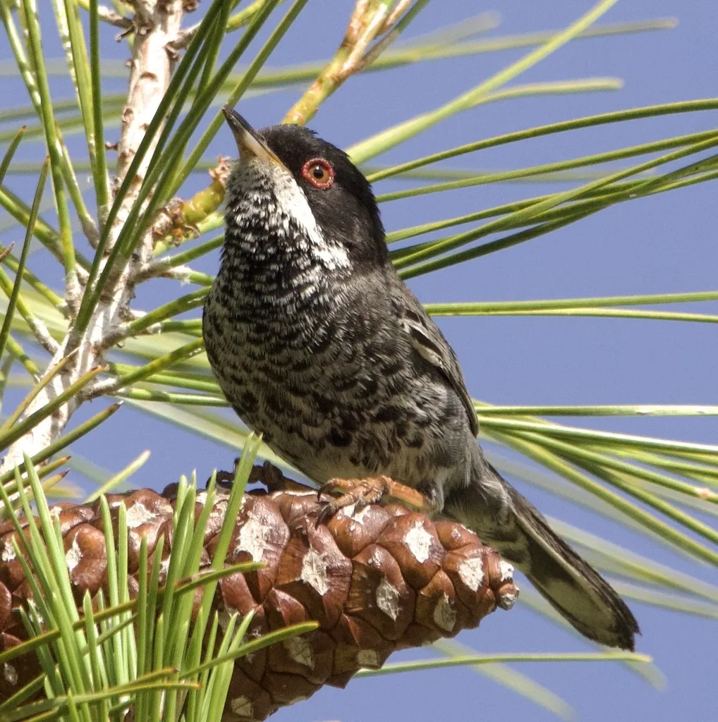 塞浦路斯林莺（Curruca melanothorax）