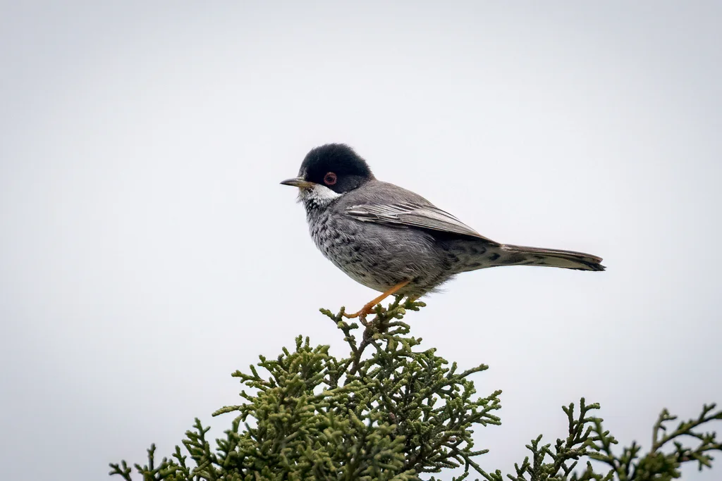 塞浦路斯林莺（Curruca melanothorax）