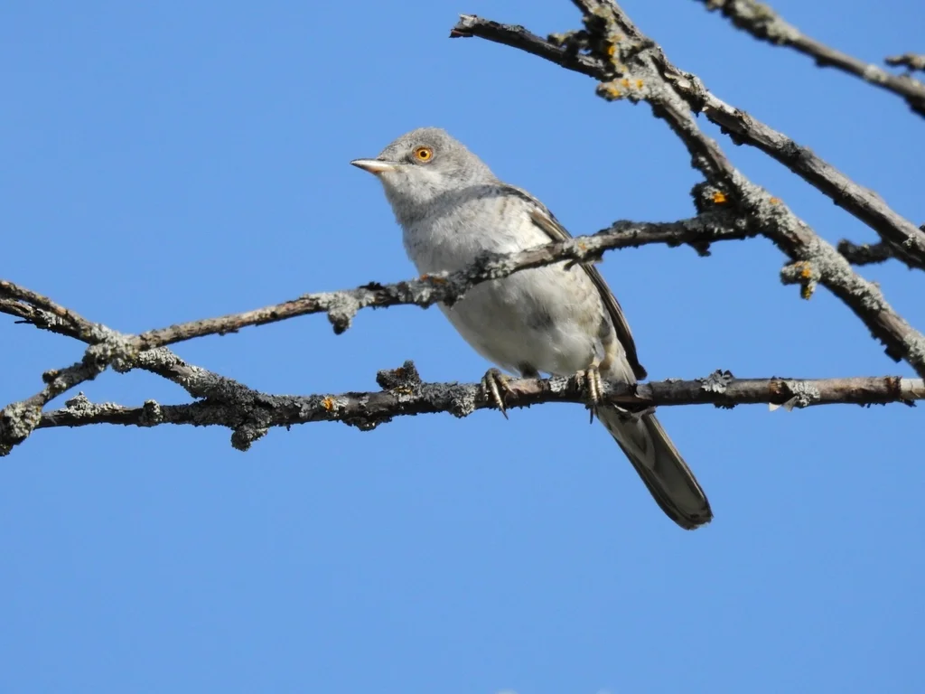 横斑林莺(Curruca nisoria)