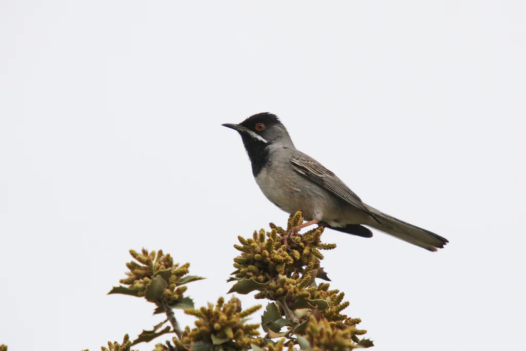 鲁氏林莺(Curruca ruppeli)