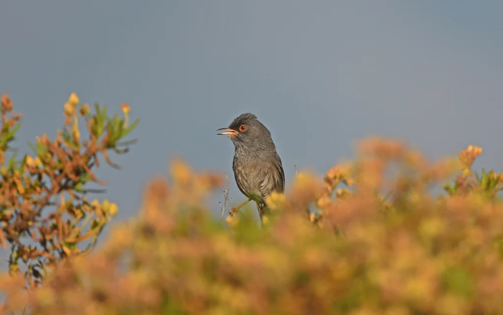 马氏林莺(Curruca sarda)