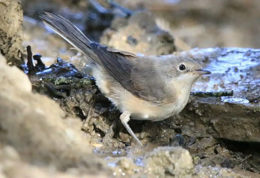 地中海林莺(Curruca subalpina)