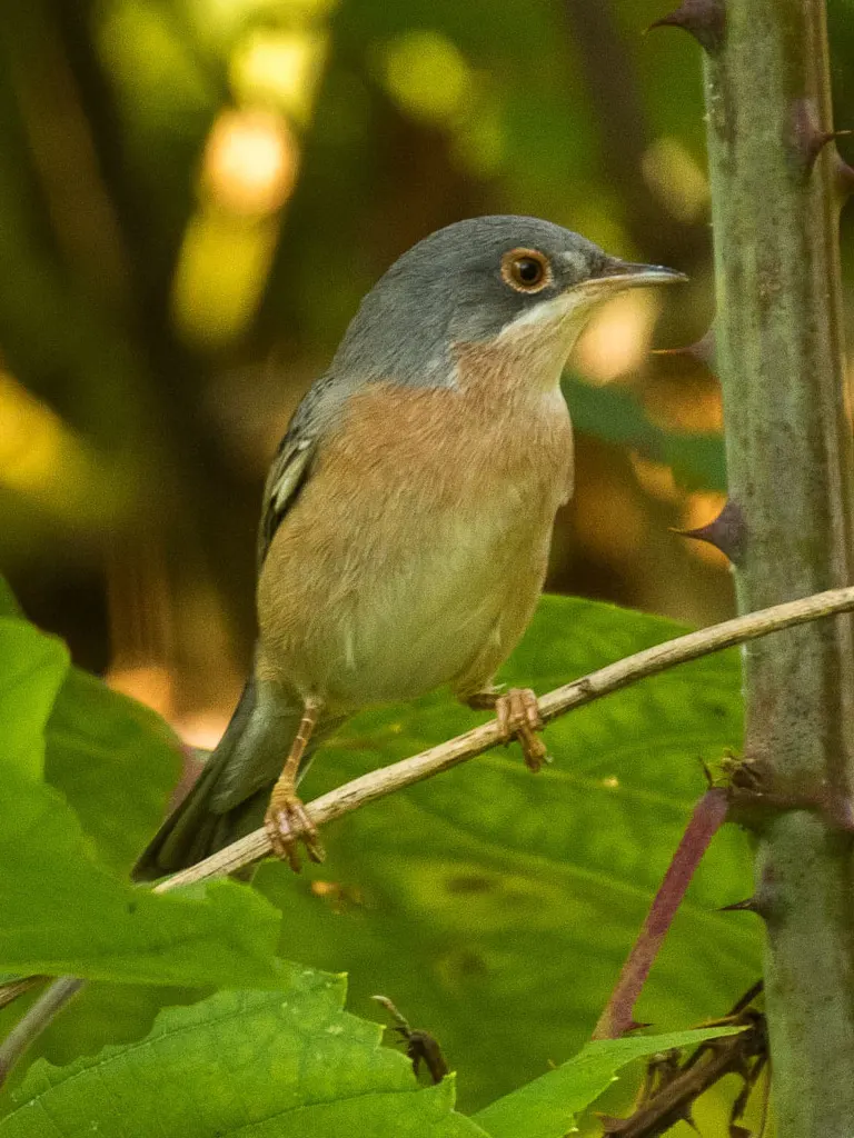 地中海林莺(Curruca subalpina)