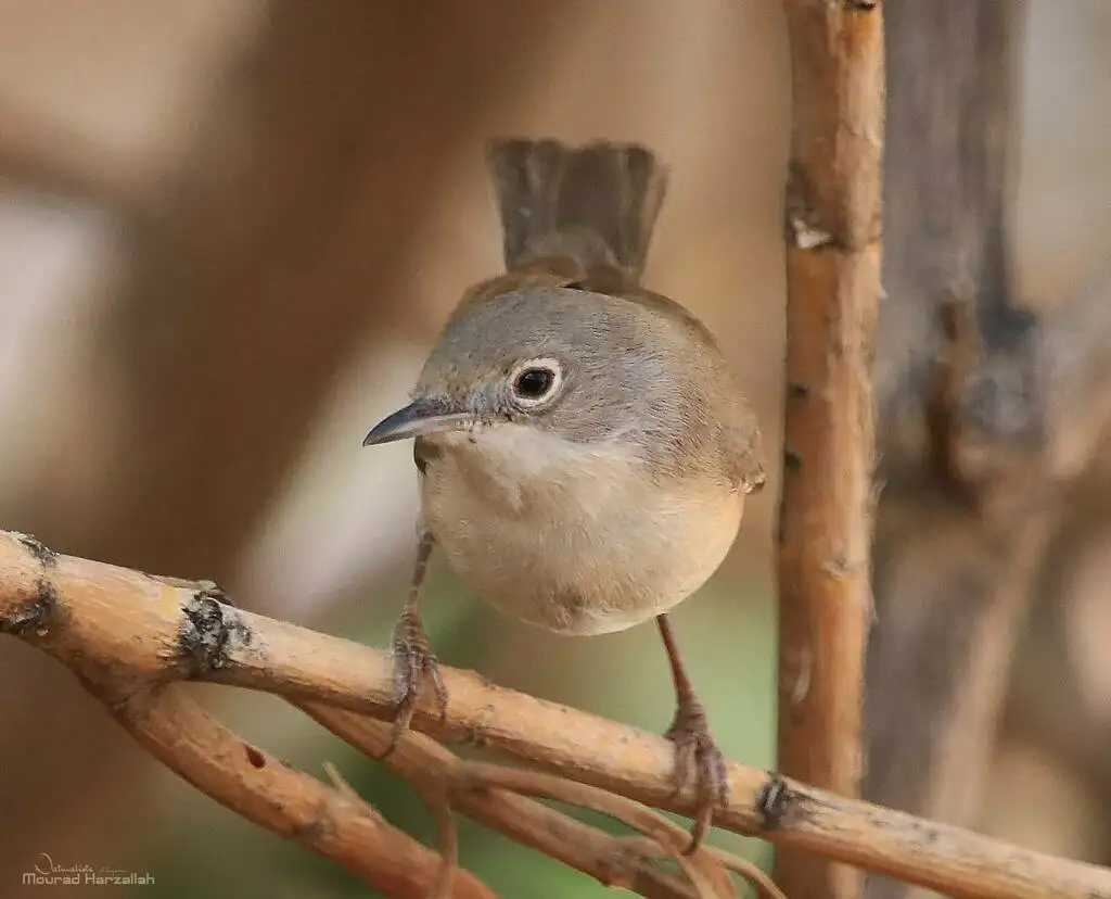 地中海林莺(Curruca subalpina)