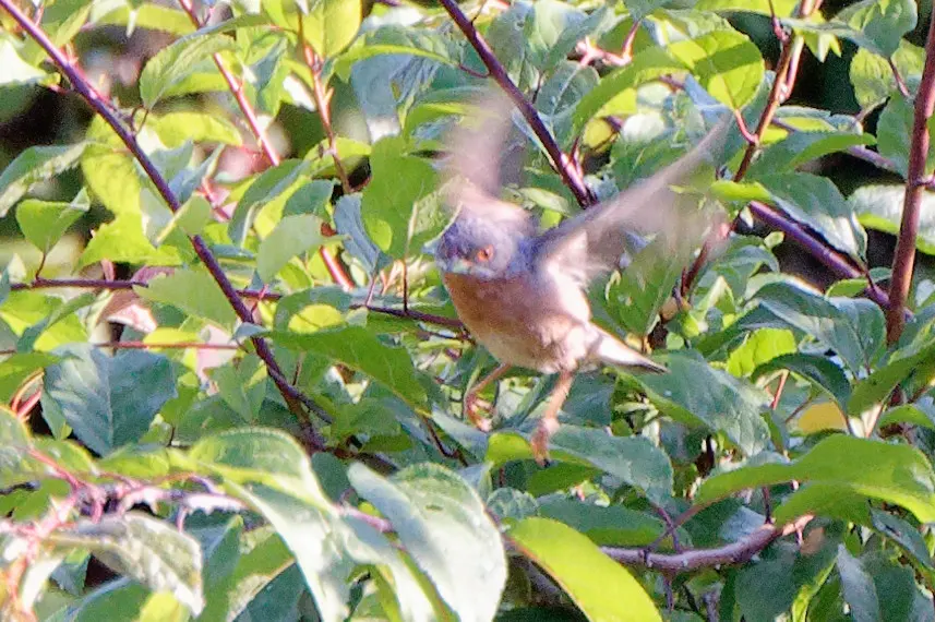 地中海林莺(Curruca subalpina)