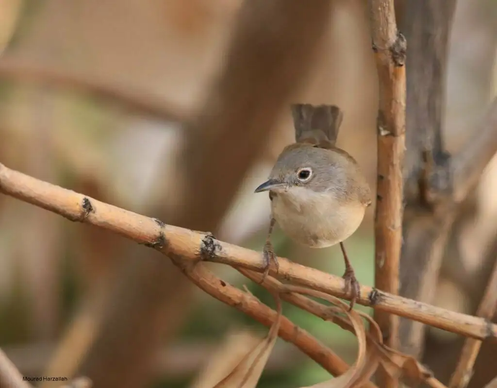 地中海林莺(Curruca subalpina)