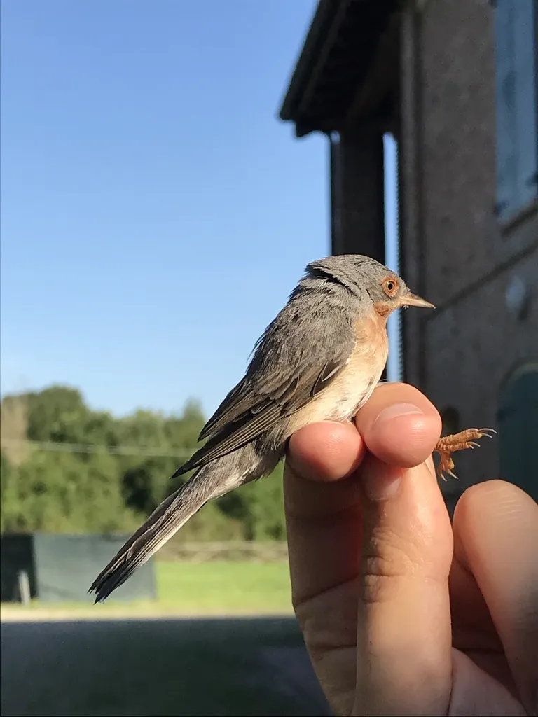 地中海林莺(Curruca subalpina)