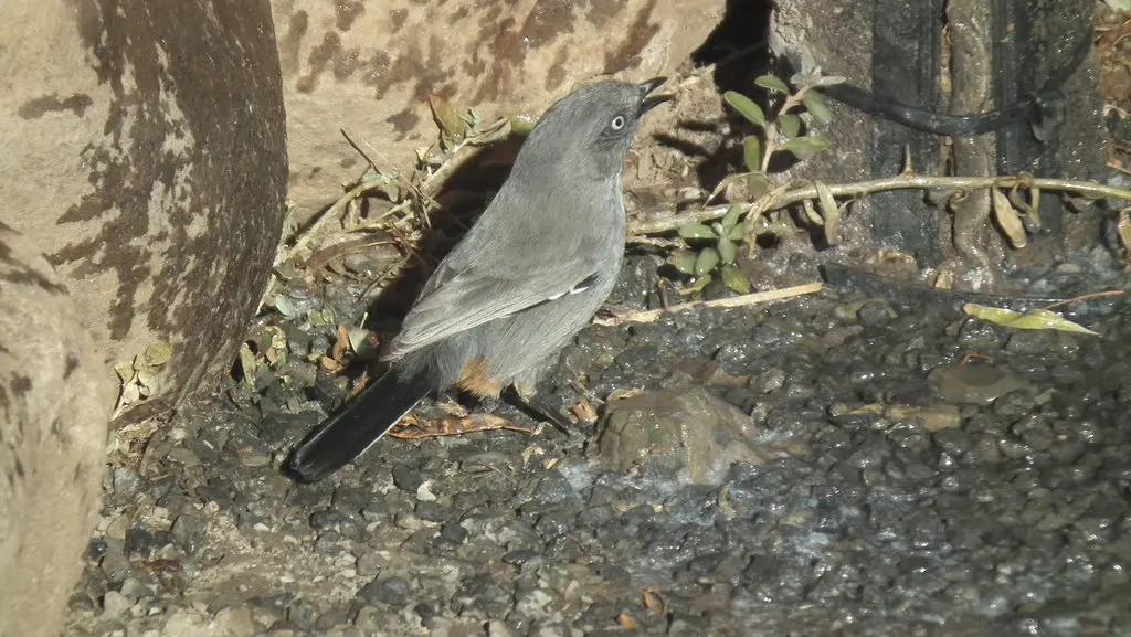 棕臀林莺(Curruca subcoerulea)