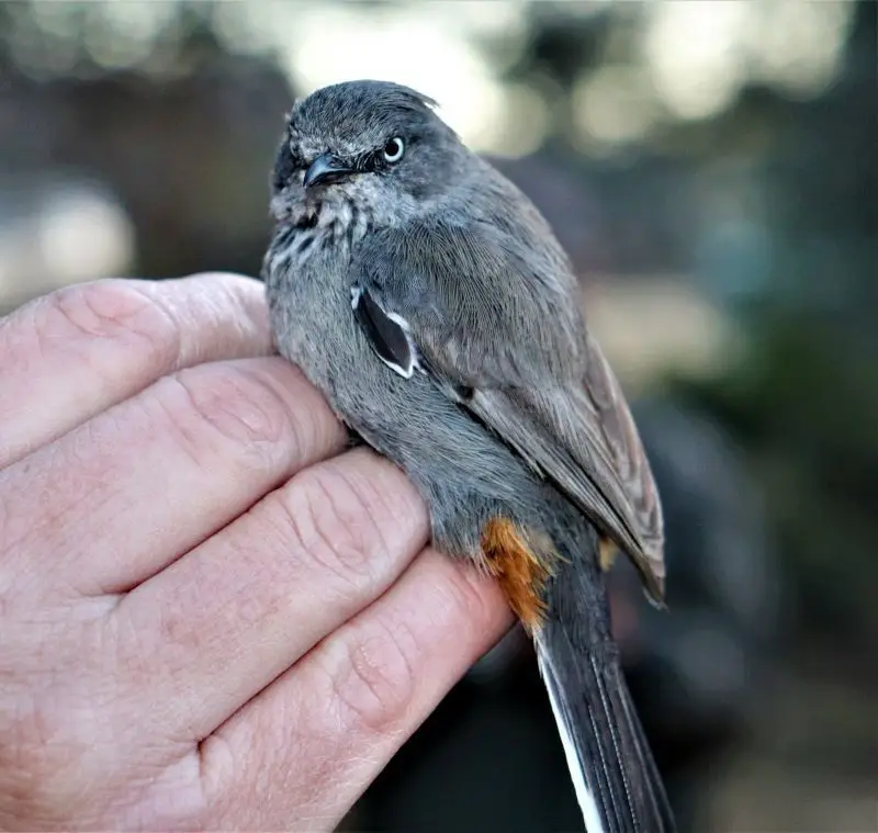 棕臀林莺(Curruca subcoerulea)