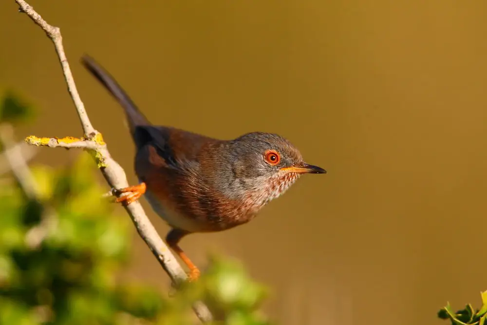 波纹林莺(Curruca undata)